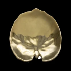 Best Costa Nova Riviera Tallerken åkandeblad Gylden